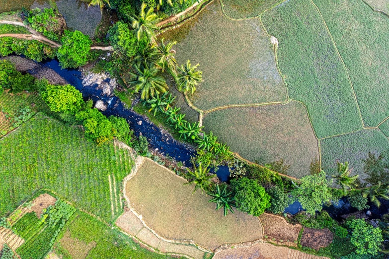 a river running through a lush green field, by Daniel Lieske, pexels contest winner, renaissance, rice paddies, flat lay, colourful jungle, thumbnail