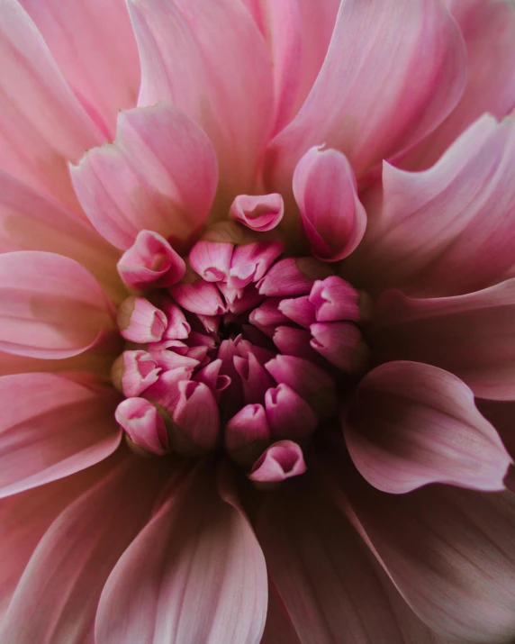 a close up view of a pink flower