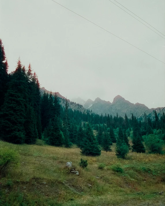 a field with trees and mountains in the background, a polaroid photo, inspired by Elsa Bleda, unsplash, fir trees, muted green, craggy mountains, photo of džesika devic