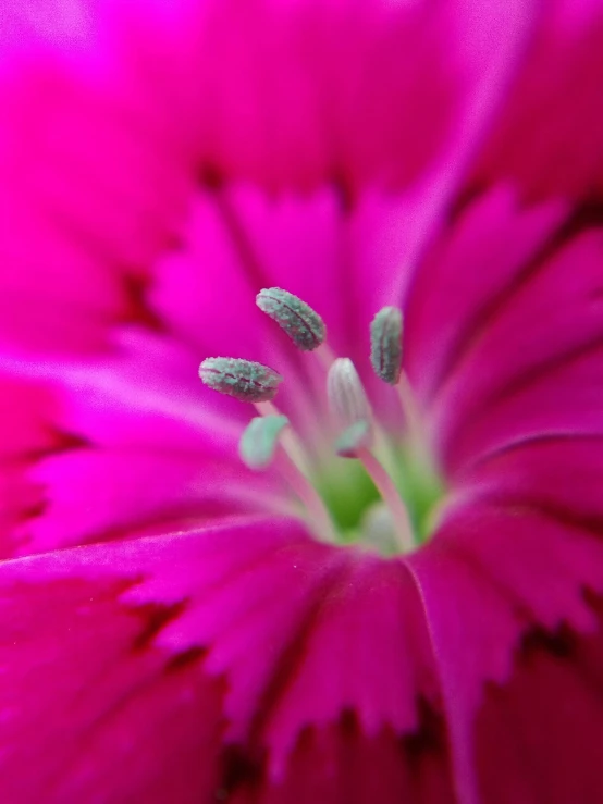 a close up view of a pink flower, a macro photograph, by Julian Allen, pexels, today\'s featured photograph 4k, stargazer, indoor picture, hot pink