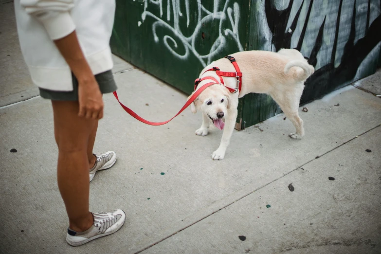 a person standing on a sidewalk with a dog on a leash, happening, brooklyn, harness, instagram photo, people watching around