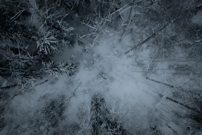 a black and white photo of a snow covered forest, an album cover, by Adam Marczyński, pexels contest winner, looking down from above, cold colors, looking up, (3 are winter