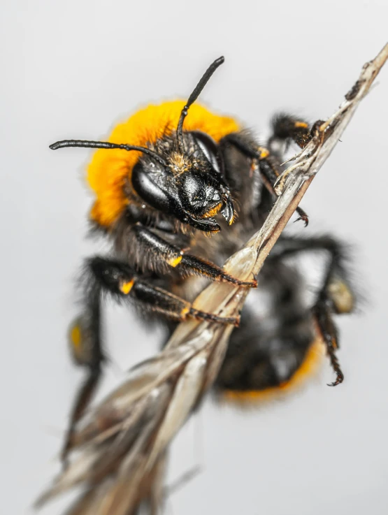 a close up of a bee on a twig, profile image, on grey background, slide show, black and yellow