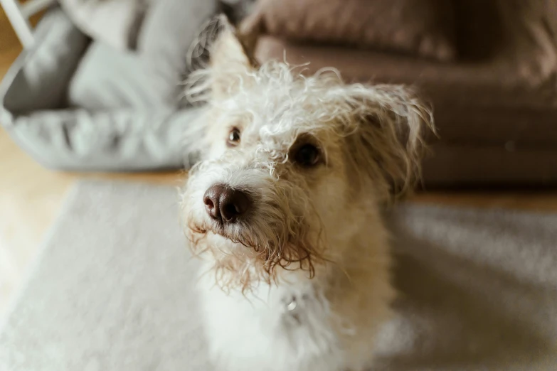 a small white dog sitting on top of a rug, by Emma Andijewska, pexels contest winner, scruffy brown beard, dynamic closeup, indoor picture, australian