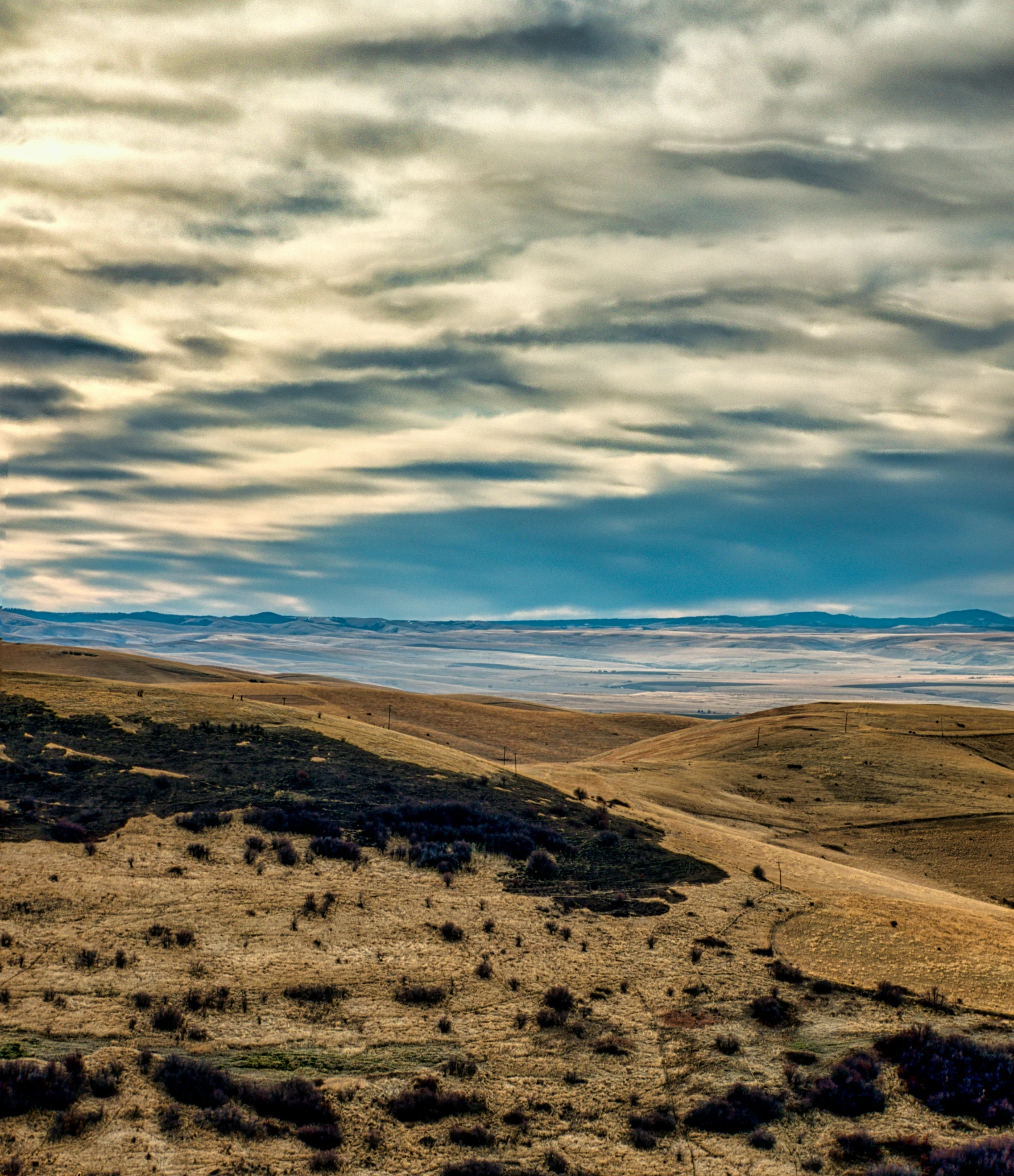 a herd of cattle grazing on top of a dry grass covered field, by Matt Cavotta, pexels contest winner, distant clouds, oregon trail, with rolling hills, today\'s featured photograph 4k