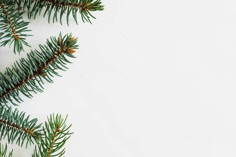 a branch of a christmas tree on a white background, by Emma Andijewska, pexels, postminimalism, background image, 🦩🪐🐞👩🏻🦳, corner office background, rectangle