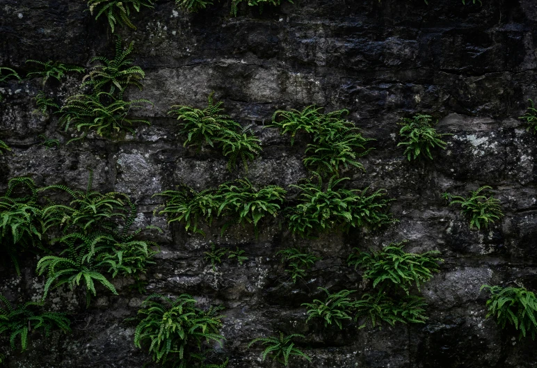 a red fire hydrant sitting in front of a stone wall, an album cover, inspired by Elsa Bleda, environmental art, overgrown with huge ferns, alessio albi, detail texture, black and green