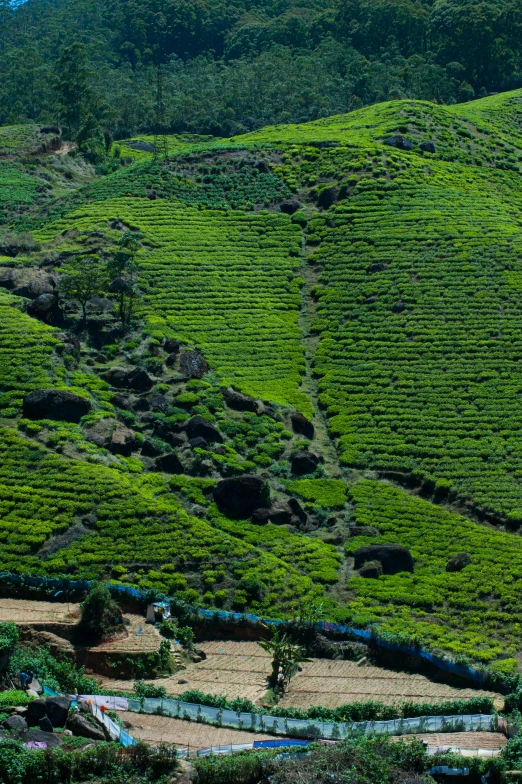 a train traveling through a lush green hillside, hurufiyya, staggered terraces, shot with sony alpha, tea, panoramic