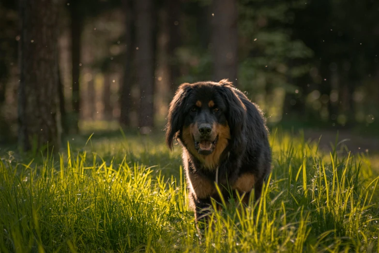 a dog that is standing in the grass, pexels contest winner, prowling through the forest, warm glow, manuka, majestic sweeping action