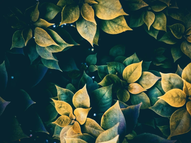 a close up of a bunch of leaves, an album cover, inspired by Elsa Bleda, trending on pexels, baroque, yellow navy teal black and gold, 4 k hd wallpapear, night mood, vine and plants and flowers