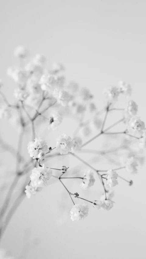 a black and white photo of flowers in a vase, by Ai-Mitsu, unsplash, minimalism, gypsophila, soft and detailed, thin dof, 15081959 21121991 01012000 4k