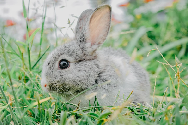 a rabbit that is sitting in the grass