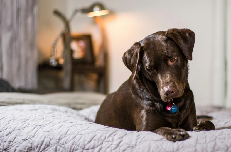 a brown dog laying on top of a bed, by Matt Cavotta, pexels contest winner, fan favorite, chocolate, labrador, a room