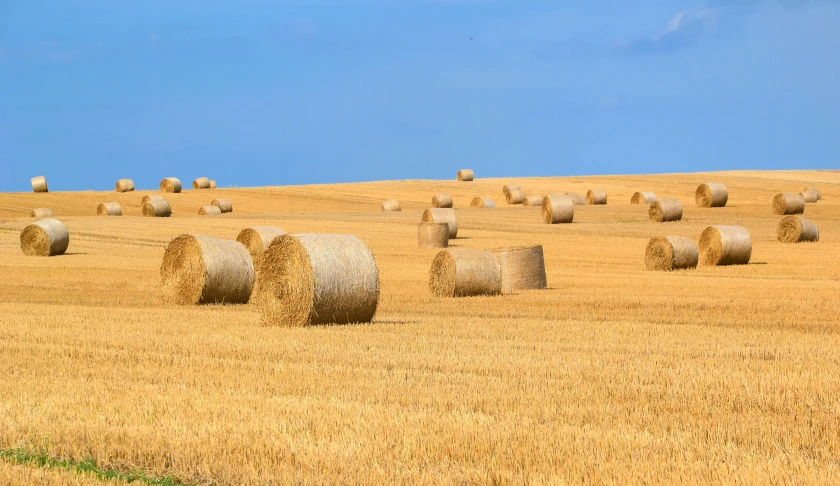 a field full of hay bales under a blue sky, pixabay, land art, clemens ascher, round-cropped, brown, petite