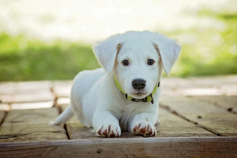 a small white dog laying on top of a wooden floor, puppies, about to step on you, featured, guide