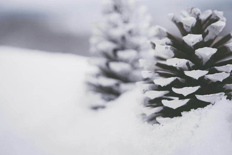 a couple of pine cones sitting on top of a snow covered ground, trending on pexels, thumbnail, background image, with a tree in the background, minimalistic aesthetics