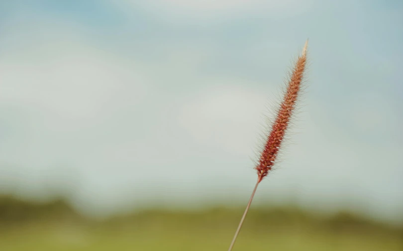 a close up of a plant with a sky in the background, by Eglon van der Neer, unsplash, cat tail, red grass, soft render, shot on sony a 7