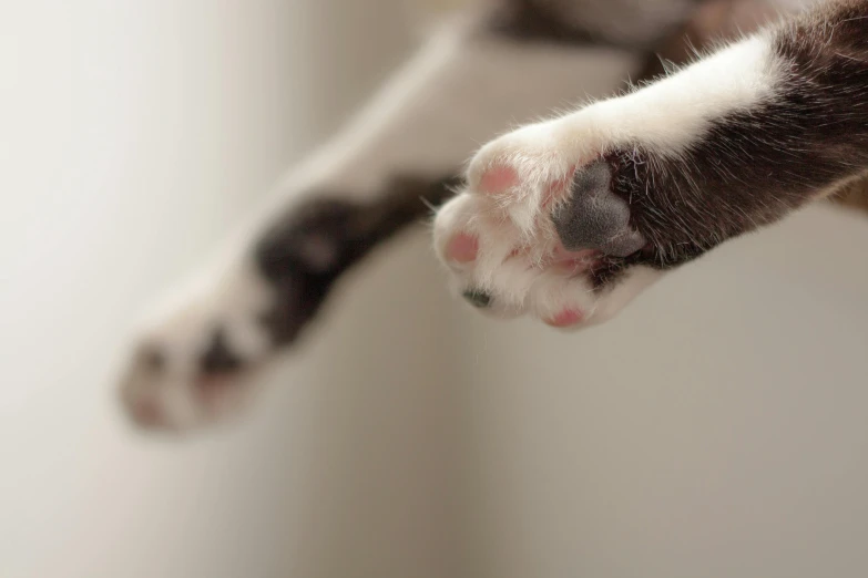 a close up of a cat's paw and paw, unsplash, floating in the air, long pointy pink nose, white with black spots, getty images