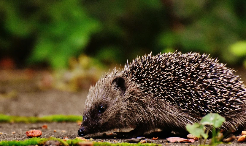 a hedgehog is eating some food on the ground, pexels contest winner, 🦩🪐🐞👩🏻🦳, looking to the right, hunting, family photo