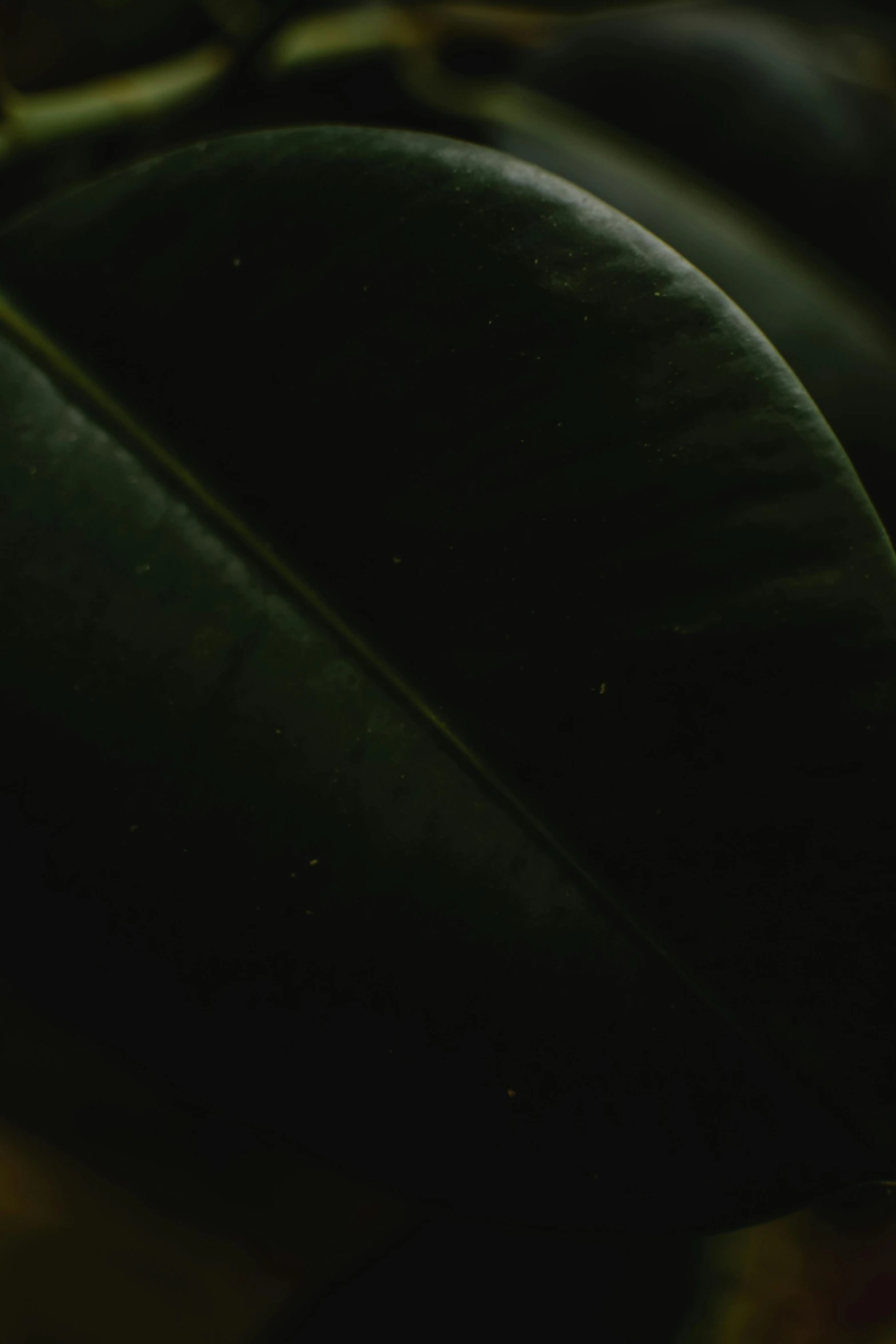 a close up of a plant with green leaves, an album cover, trending on unsplash, hurufiyya, black night sky, grainy footage, high quality photo, sitting in a lounge