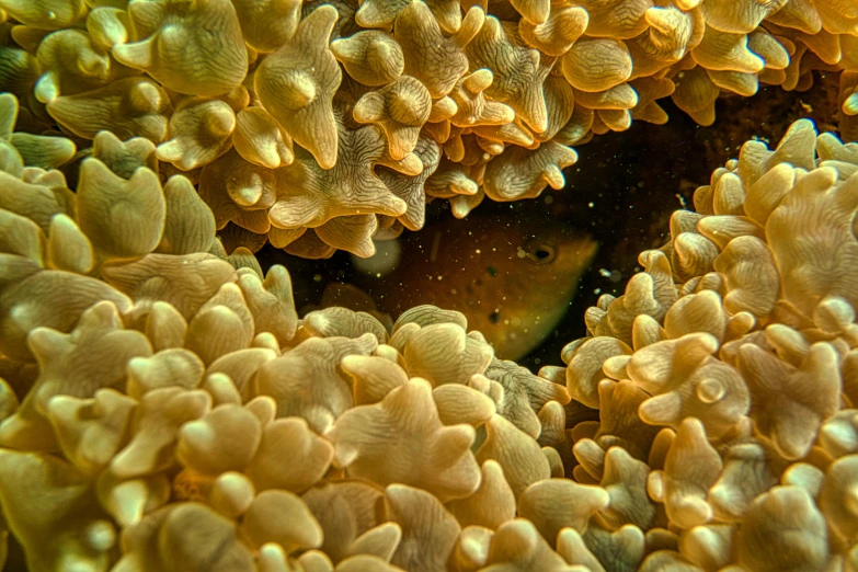 a close up of a fish in a sea anemone, precisionism, fan favorite, cinematic medium shot, brown, 3 4 5 3 1