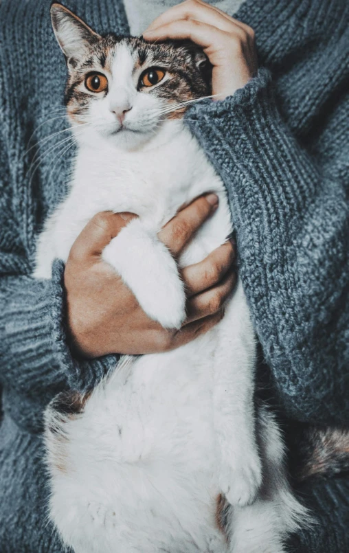 a close up of a person holding a cat, by Matija Jama, unsplash, furry art, wearing casual sweater, dominant wihte and blue colours, cozy studio photography, closeup of arms