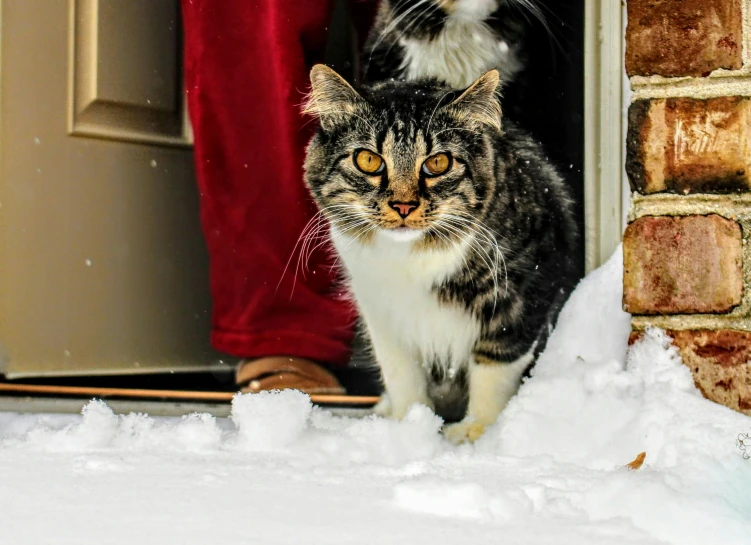 a cat that is standing in the snow, about to enter doorframe, two cats, taken in 2 0 2 0, fan favorite