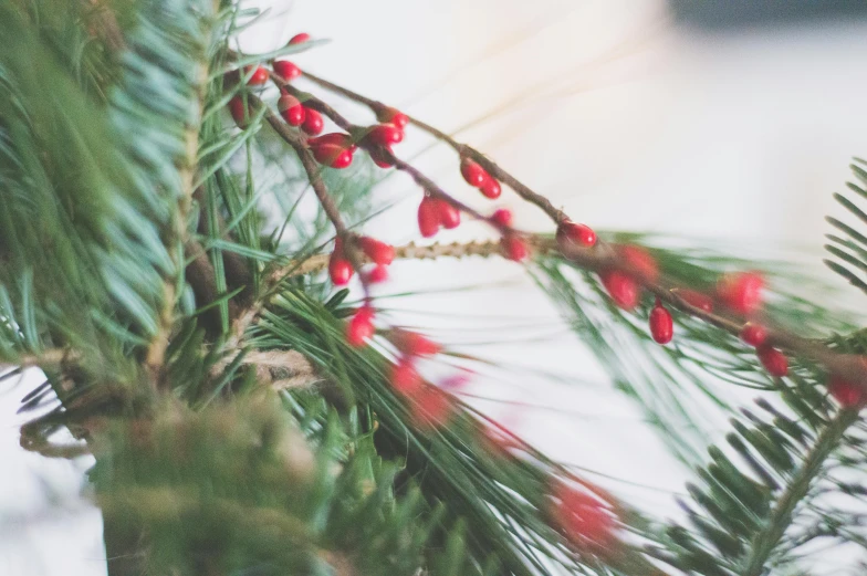 a close up of a pine branch with red berries, pexels, decorations, instagram post, profile image, vintage color