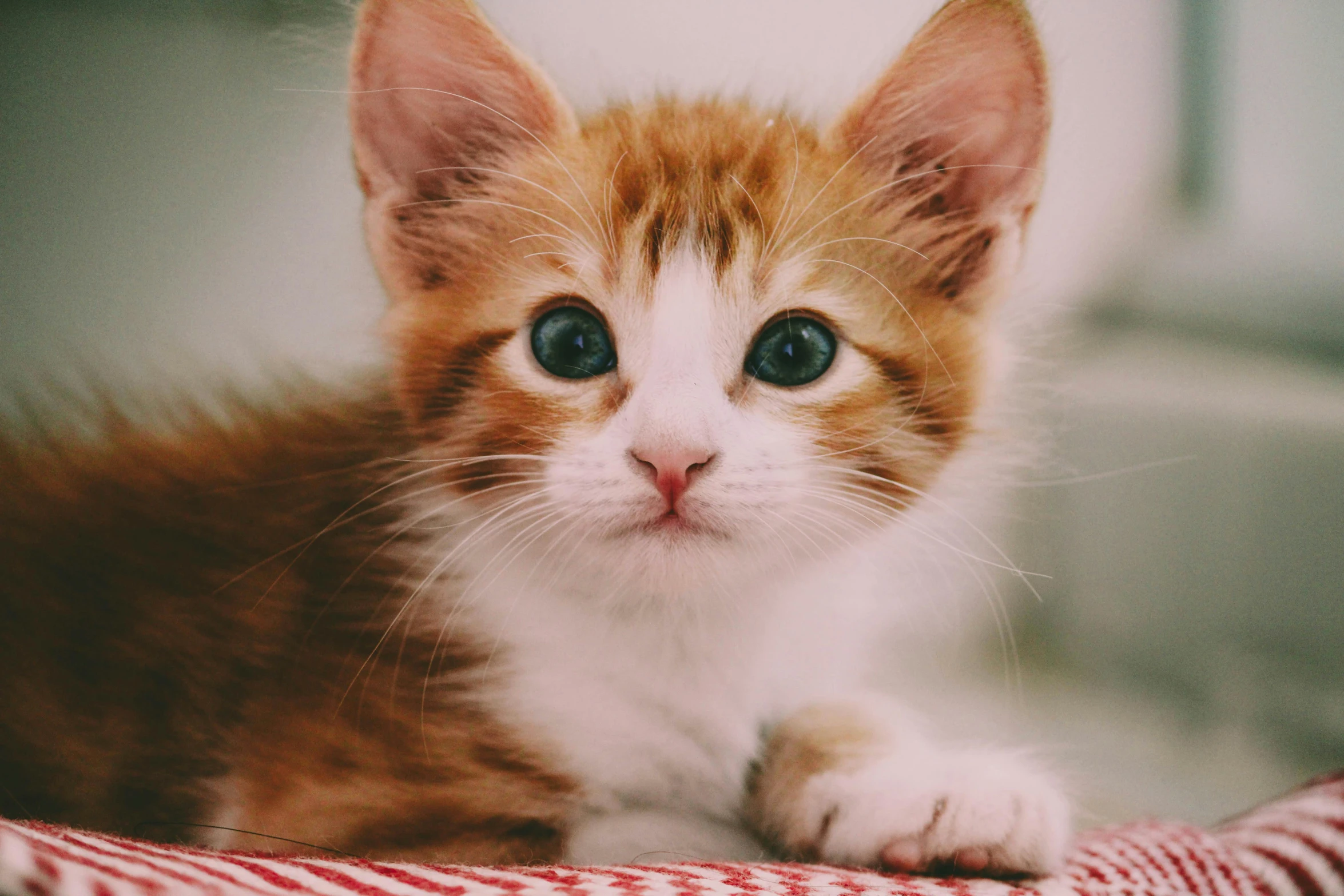 a small kitten laying on top of a red and white blanket, trending on unsplash, renaissance, with red hair and green eyes, avatar image, gif, garfield cat face