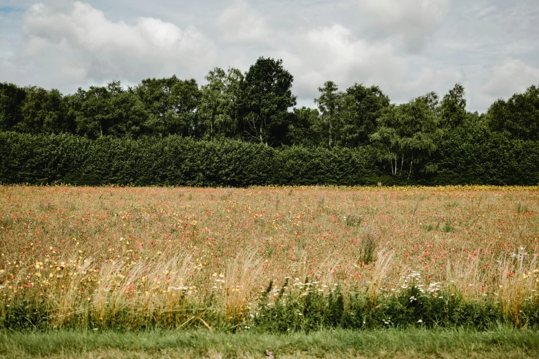 a field of tall grass with trees in the background, inspired by Thomas Struth, unsplash, color field, rich vines and verdant flowers, helmond, central farm, orange grass