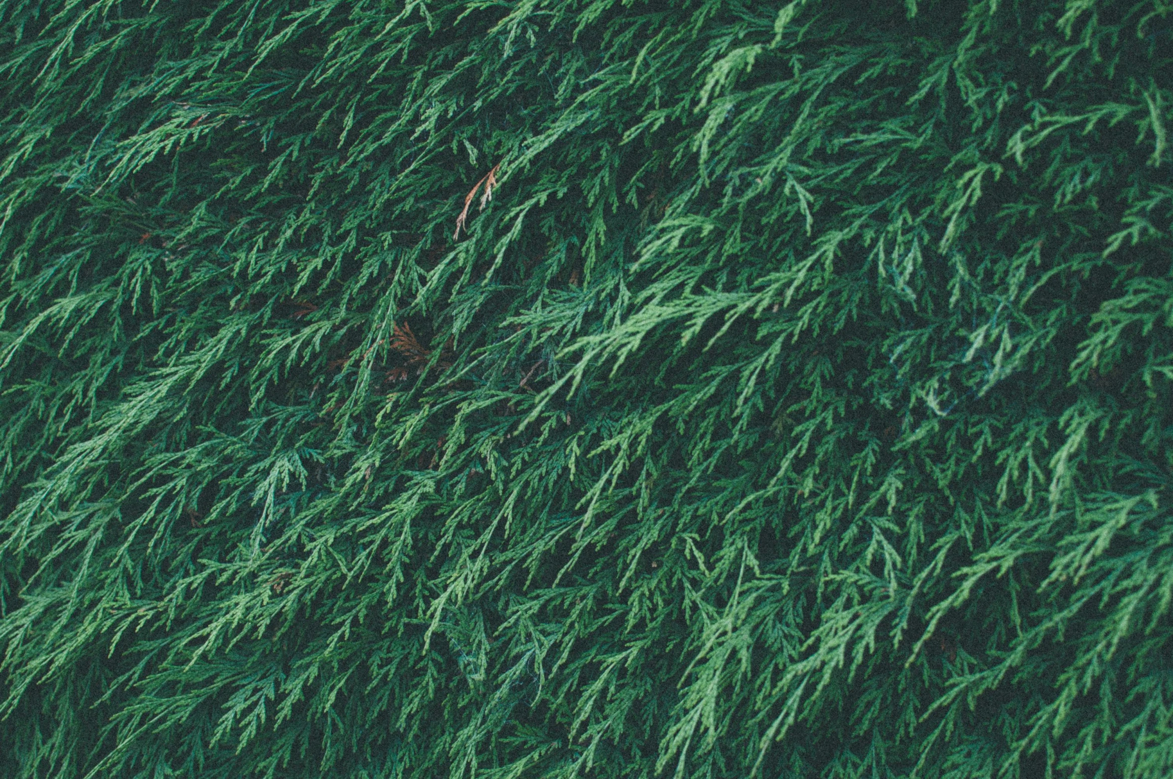 a close up of a tree with green leaves, by Carey Morris, unsplash, grass texture, bird's eye, cedar, hedges