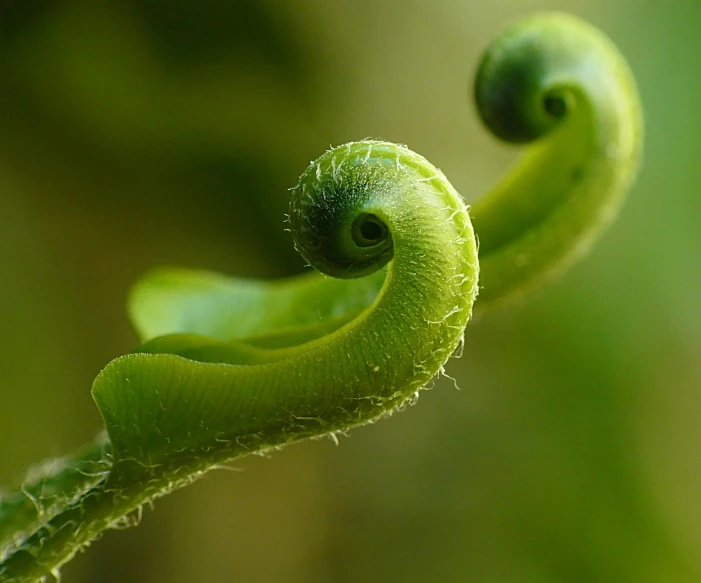 a close up of a plant with green leaves, a macro photograph, by James Morris, trending on pexels, sumatraism, winding horn, adult pair of twins, scrolls, new zealand