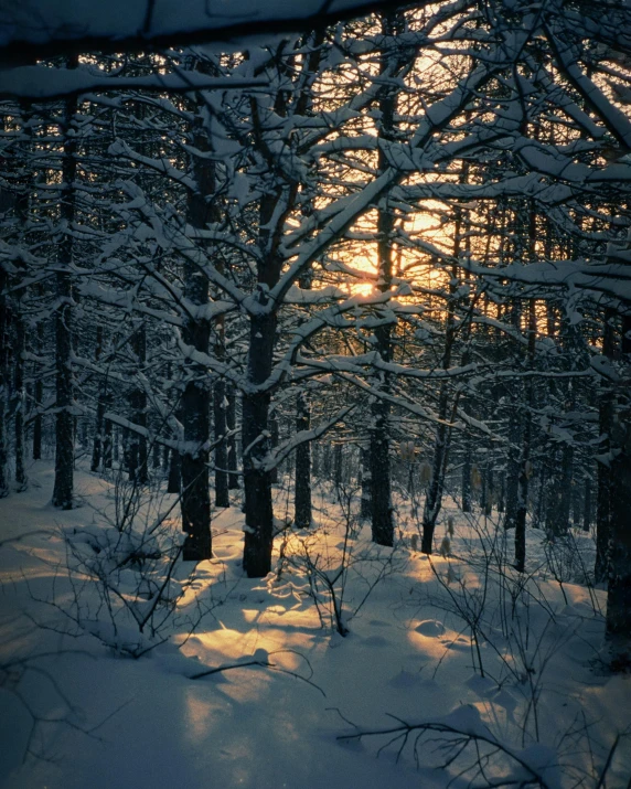 the sun is shining through the trees in the snow, a picture, inspired by Elsa Bleda, unsplash contest winner, romanticism, ((forest)), photo on iphone, 8 k photo, tourist photo