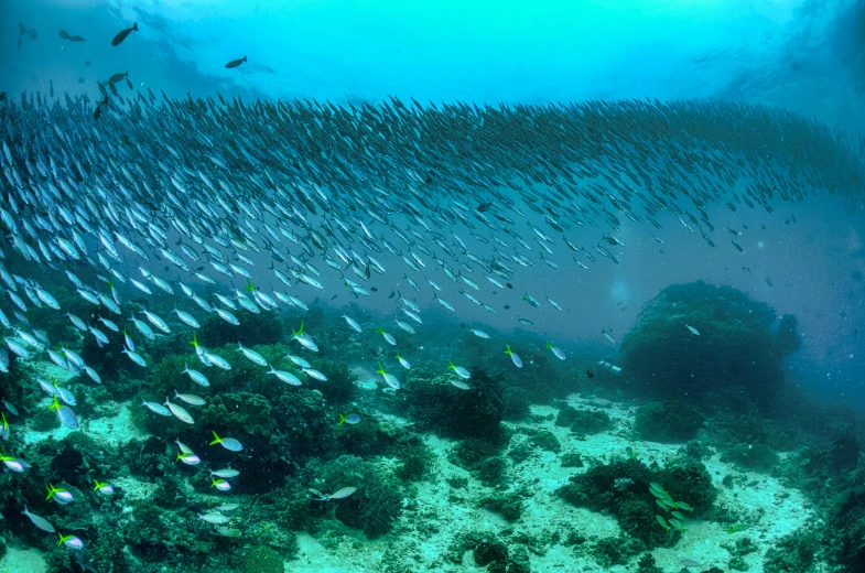 a school of fish swimming in the ocean, hurufiyya, fan favorite, chaotic sea setting, malika favre