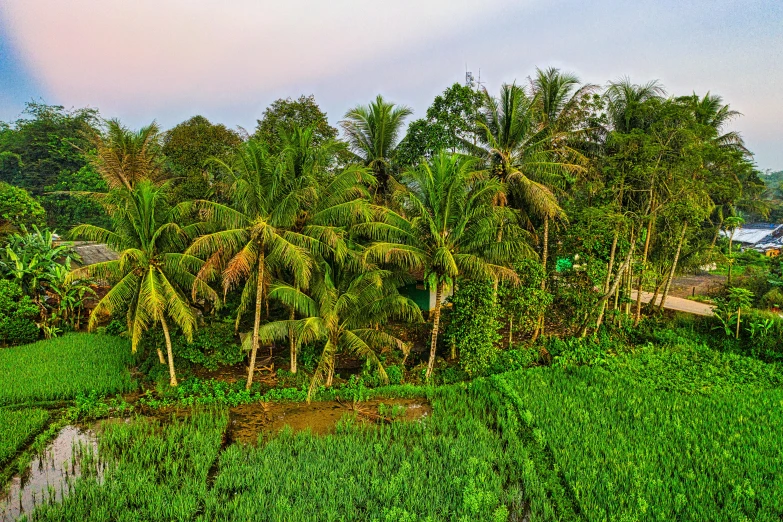 a lush green field filled with lots of trees, by Daniel Lieske, pexels contest winner, sumatraism, coconuts, evening light, panoramic, slide show