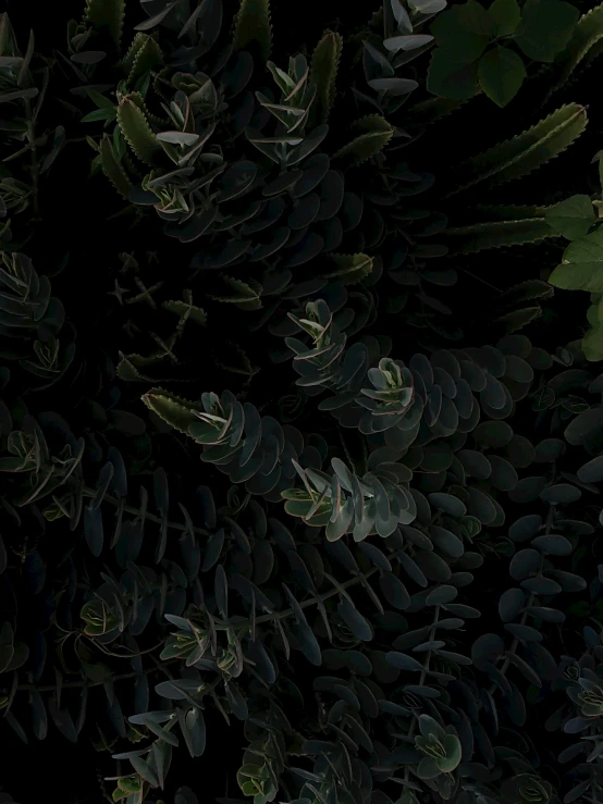 a bunch of plants that are next to each other, unsplash contest winner, hurufiyya, dark green, profile image, wallpaper aesthetic, highly detailed # no filter