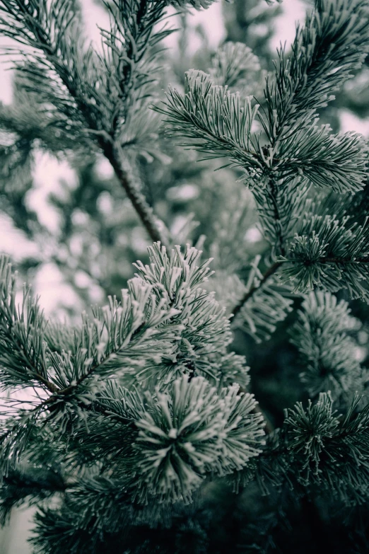 a black and white photo of a pine tree, trending on unsplash, baroque, wearing ice crystals, #green, a cozy, ilustration