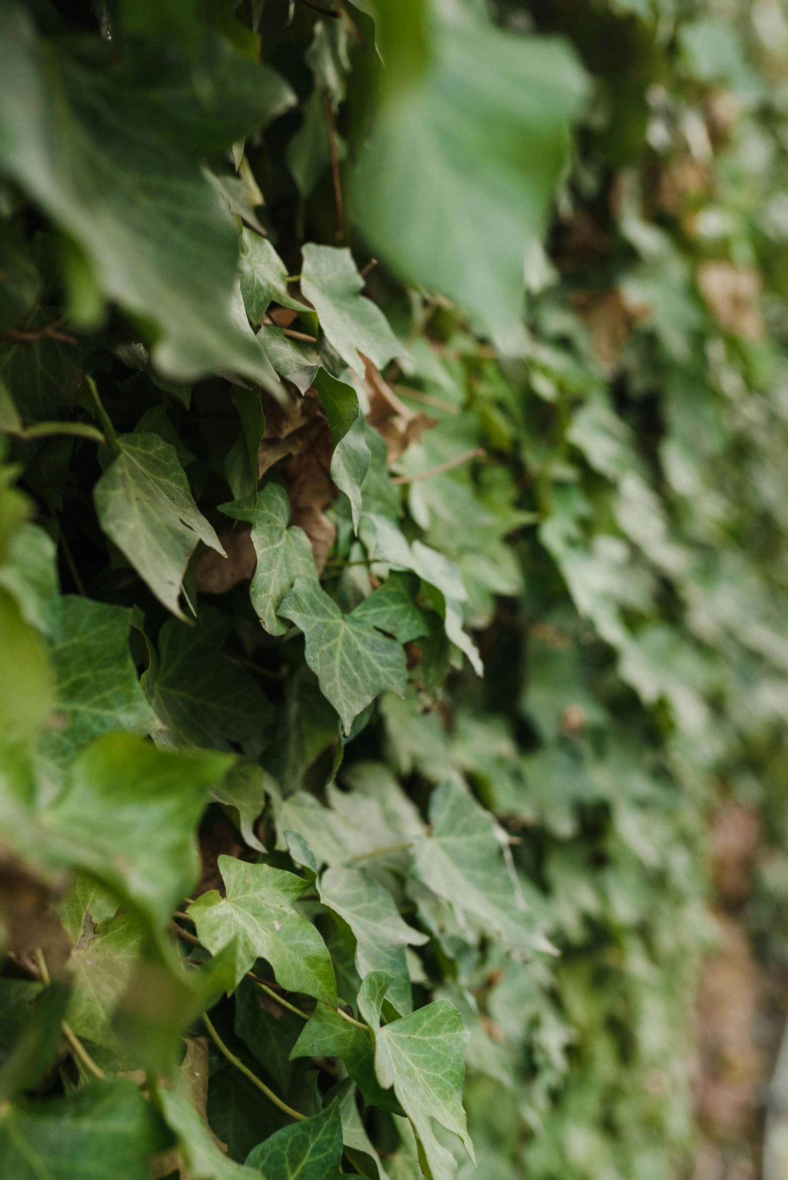 a red fire hydrant sitting on the side of a road, inspired by Elsa Bleda, unsplash, renaissance, ivy vine leaf and flower top, zoomed in shots, overgrown with lush vines, green wall