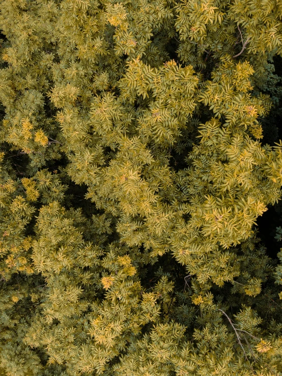 a bird's eye view of a pine tree, yellow and olive color scheme, color ( sony a 7 r iv, detailed photo 8 k, black fir