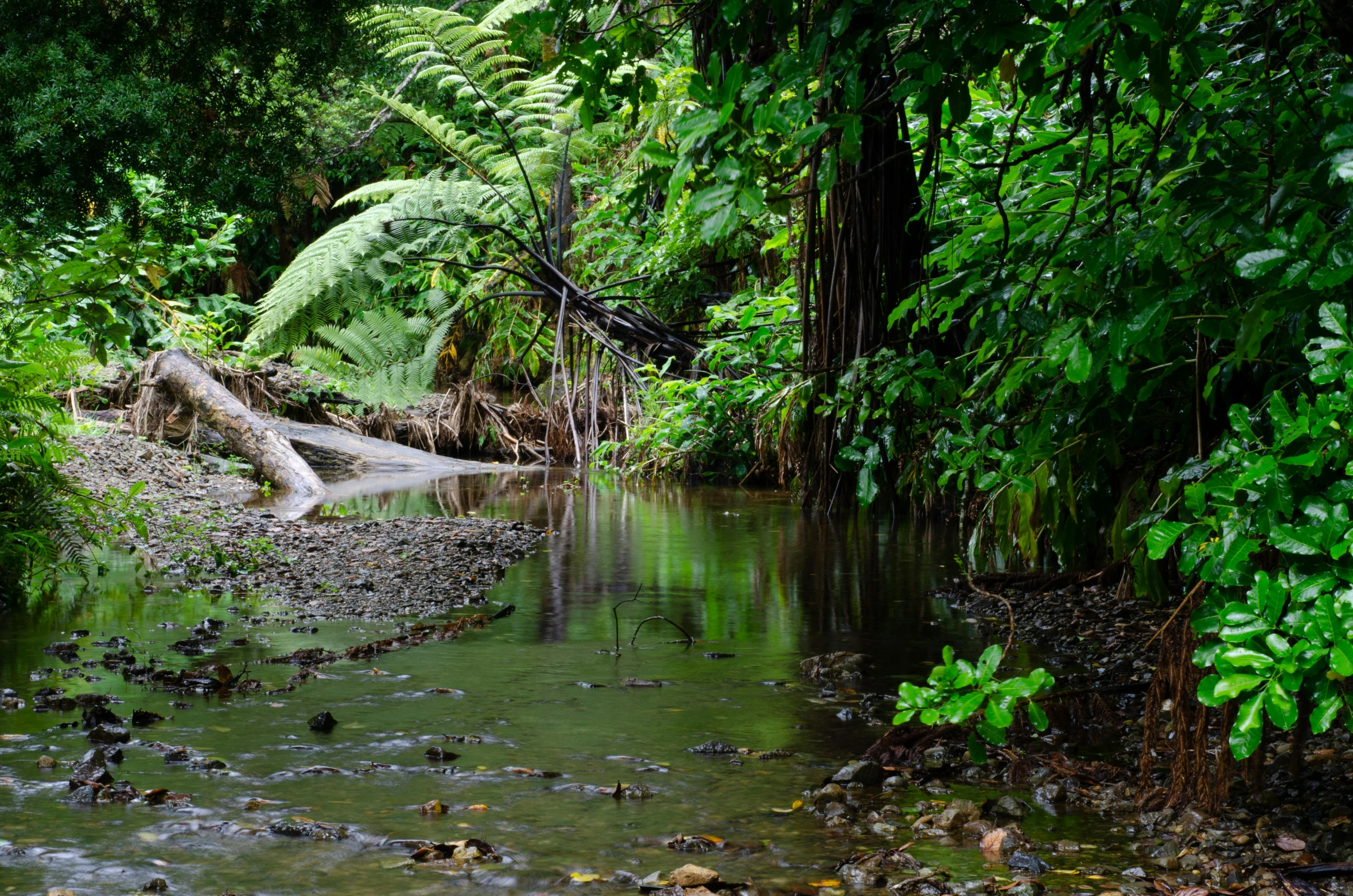 a stream running through a lush green forest, by Elizabeth Durack, flickr, hurufiyya, samoan features, thumbnail, shallow waters, high quality image