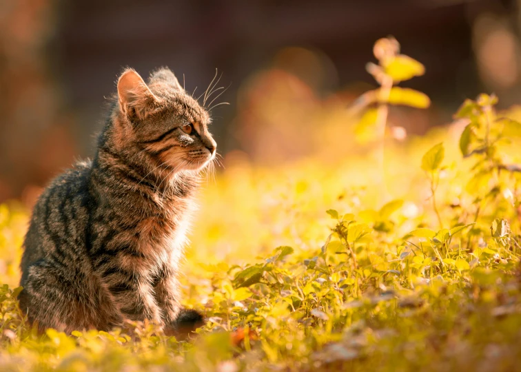 a cat that is sitting in the grass, during a sunset, in the sun, unsplash photo contest winner, fan favorite
