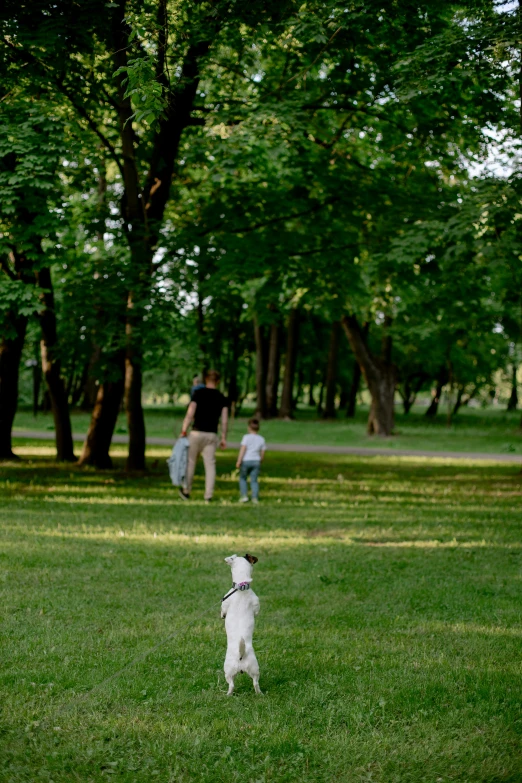 a small white dog standing on top of a lush green field, of a family standing in a park, trip to legnica, around tree babies running, 15081959 21121991 01012000 4k
