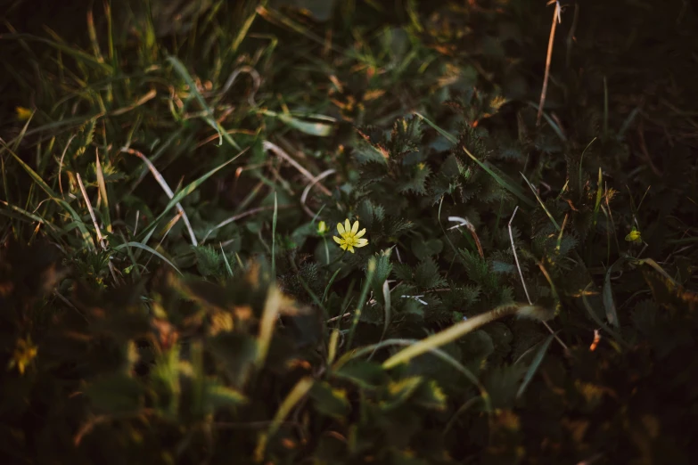 a small yellow flower sitting on top of a lush green field, inspired by Elsa Bleda, unsplash, forest floor, dark photo, ignant, outdoor photo