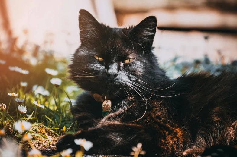 a cat that is laying down in the grass, by Julia Pishtar, pexels contest winner, symbolism, black, smug expression, avatar image, fashionable