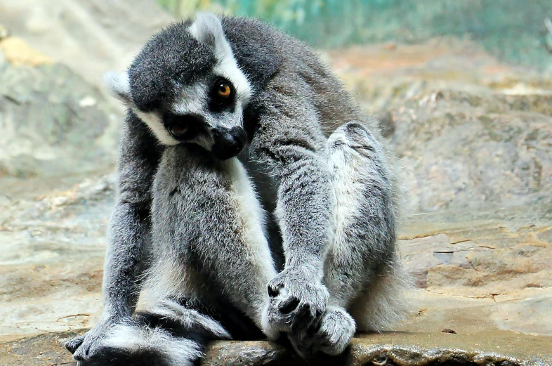 a close up of a lemur sitting on a rock, pexels contest winner, a very sad man, flirting, stretch, fan favorite