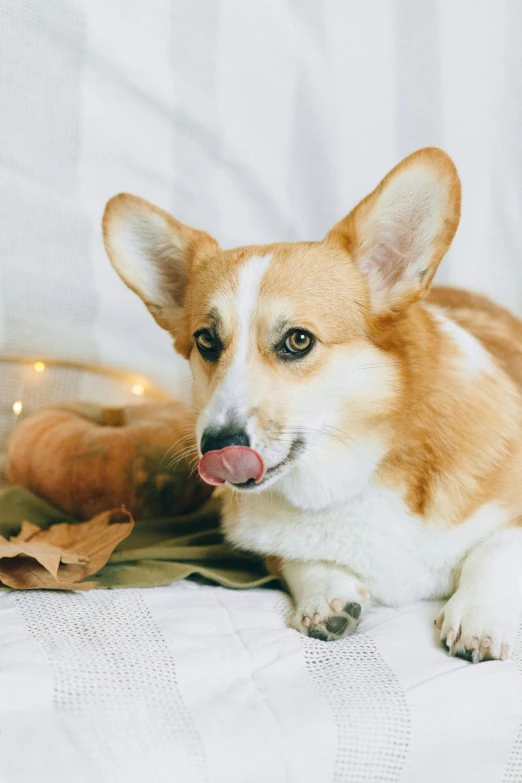 a brown and white dog laying on top of a bed, a portrait, trending on pexels, corgi, cornucopia, licking, gif