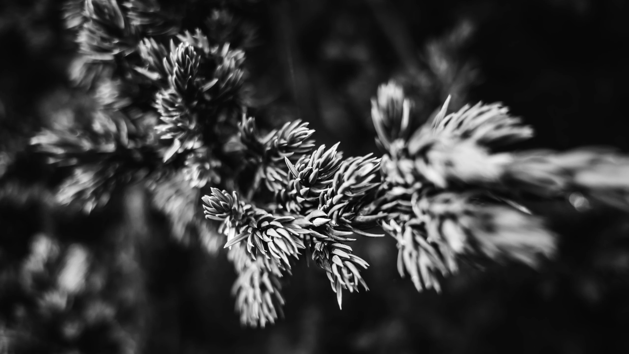 a black and white photo of a plant, by Jacob Kainen, unsplash, orange fluffy spines, fir trees, macro furry, detailed medium format photo