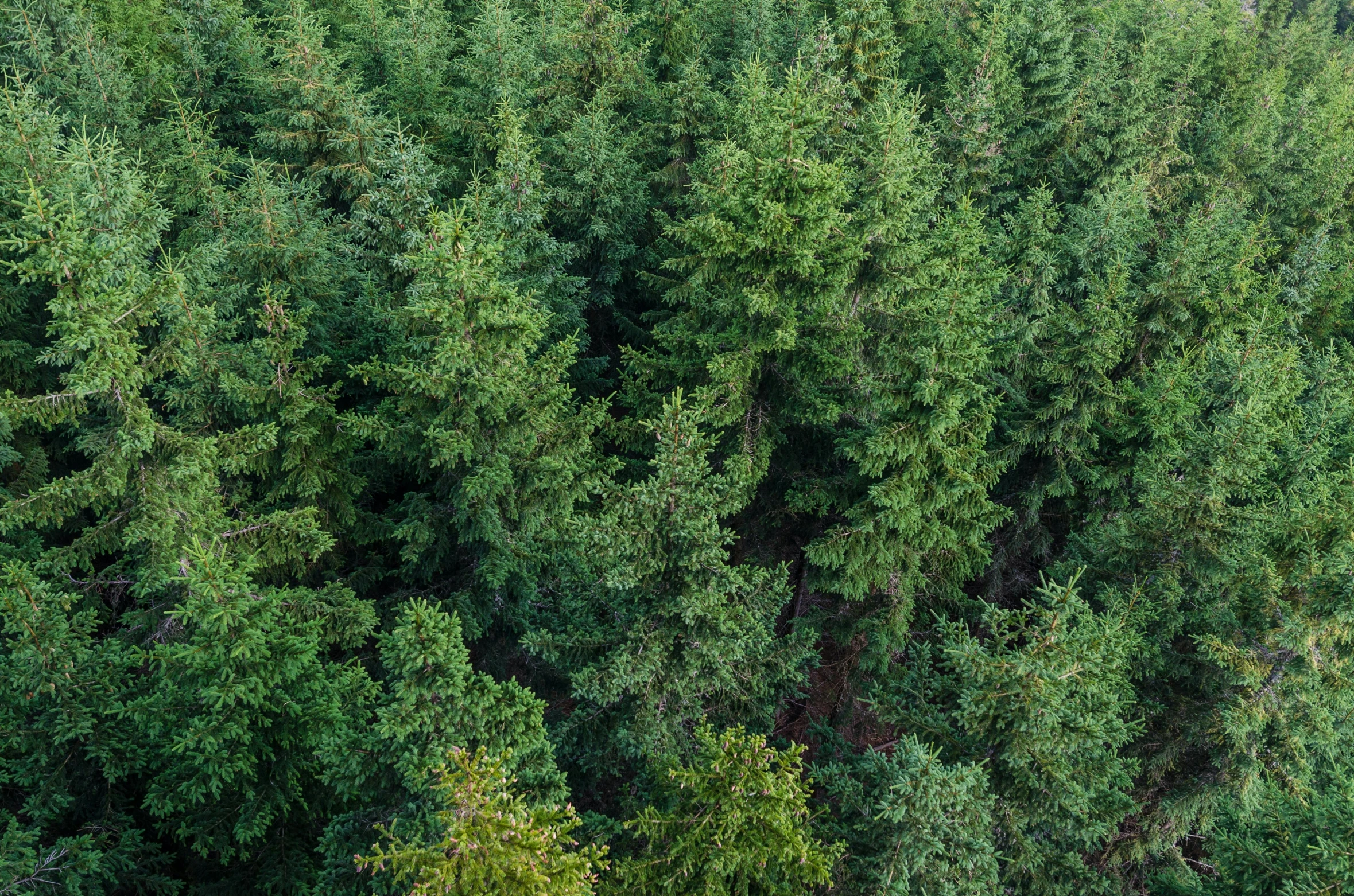 a herd of sheep grazing on top of a lush green forest, unsplash, hurufiyya, ((trees)), maritime pine, sustainable materials, zoomed out to show entire image