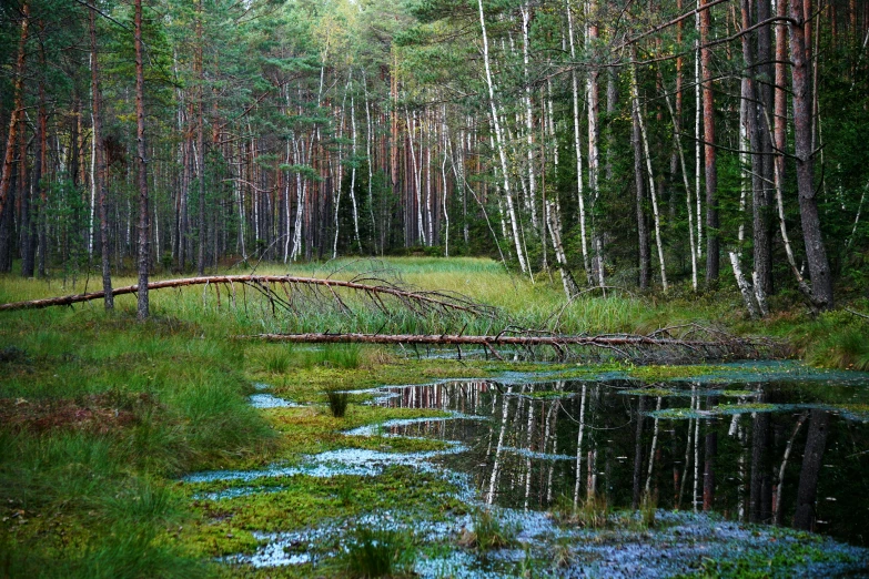 a forest filled with lots of green grass and trees, a picture, inspired by Ivan Shishkin, flickr, land art, water reflection on the floor, in an arctic forest, ponds of water, istock