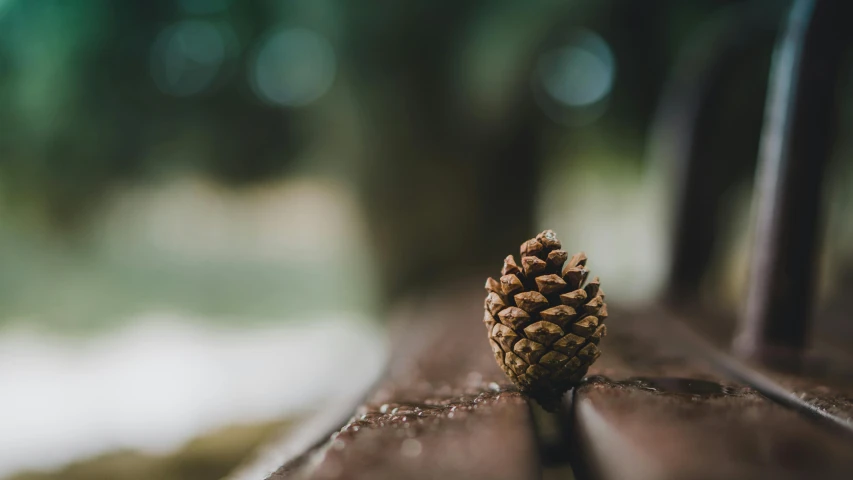 a pine cone sitting on top of a wooden bench, unsplash, cone shaped, a single, instagram photo, bokeh photo